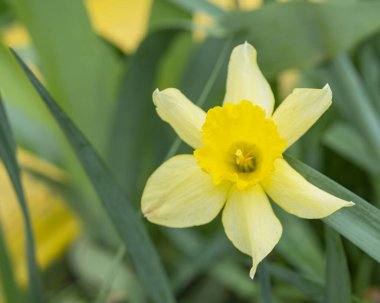 Daffodil Çiçekleri ile doğa arka planı, seçici odak. Sarı nergis çiçekleri yeşil arkaplanda yakınlaşır