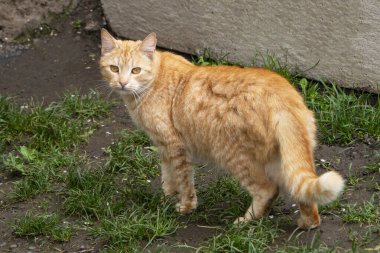 Kızıl kızıl kedi yemyeşil çimenlerde yürüyor