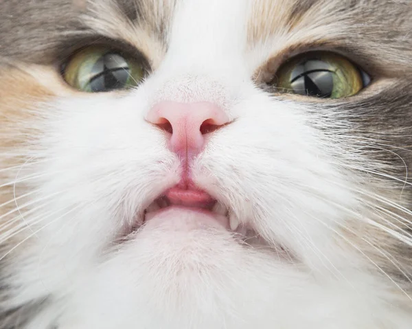 Rolig Fluffig Katt Porträtt Närbild Söt Bild — Stockfoto