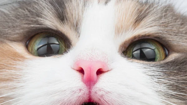 Śmieszne Puszysty Kot Portret Zbliżenie Słodkie Zdjęcie — Zdjęcie stockowe