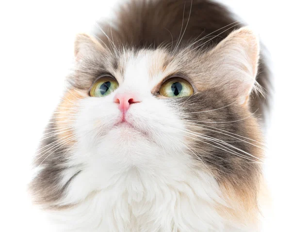 面白いふわふわ猫のポートレートクローズアップかわいい写真 — ストック写真