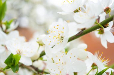 Bulanık doğal arka planda çiçek açan elma ağacı. Seçici odaklanma. Yüksek kalite fotoğraf