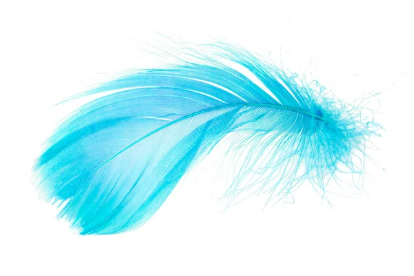白い背景に浮かび上がるライトふわふわの青い羽 — ストック写真