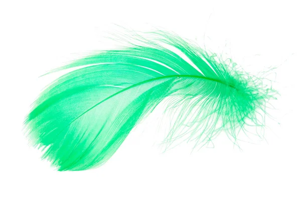 Ljus Fluffig Grön Fjäder Isolerad Vit Bakgrund — Stockfoto