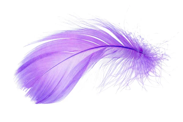 白い背景に浮かび上がる薄紫色の羽 — ストック写真