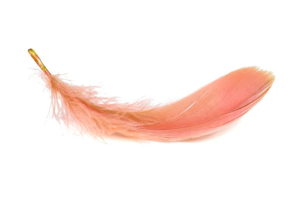 Light Fluffy Orange Feather Isolated White Background — Stock Photo, Image