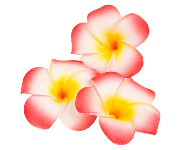 Beyaz arkaplanda izole Frangipani çiçeği