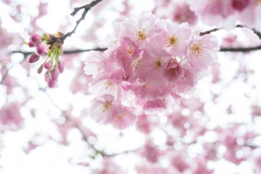 Güzel kiraz çiçeği sakura ilkbahar zamanı mavi gökyüzünde.
