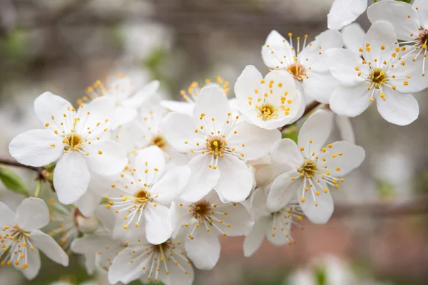 stock image Beautiful white flowers on a tree. Spring season blooming