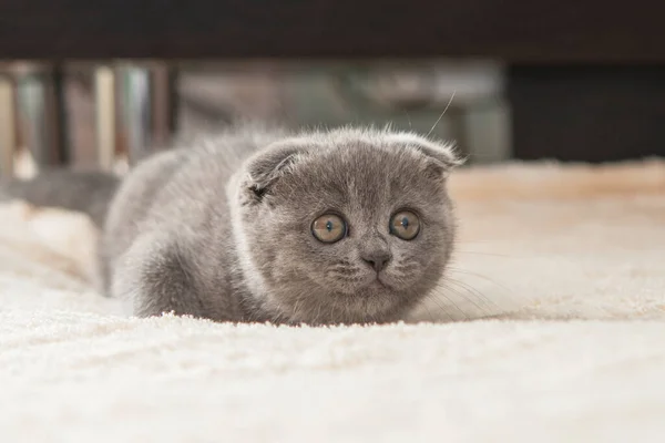 Gatinho Gato Britânico Cinza Engraçado Animal Estimação Foco Seletivo — Fotografia de Stock