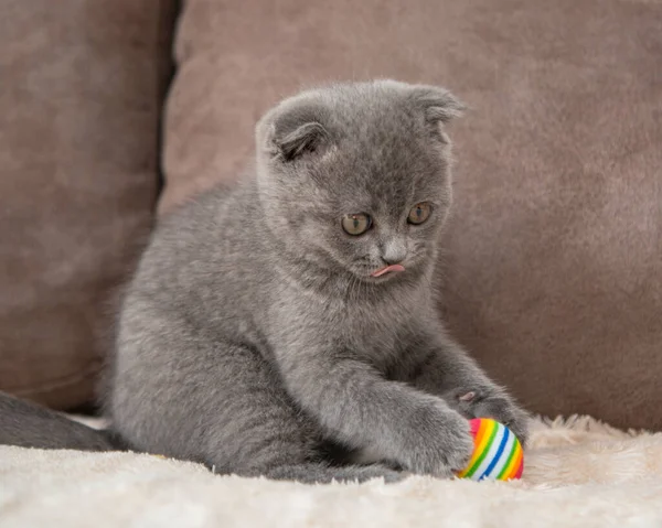 Grå Brittisk Katt Kattunge Rolig Sällskapsdjur Selektiv Fokus — Stockfoto