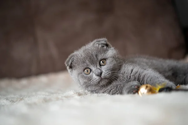 Gris Gato Británico Gatito Divertido Mascota Enfoque Selectivo — Foto de Stock