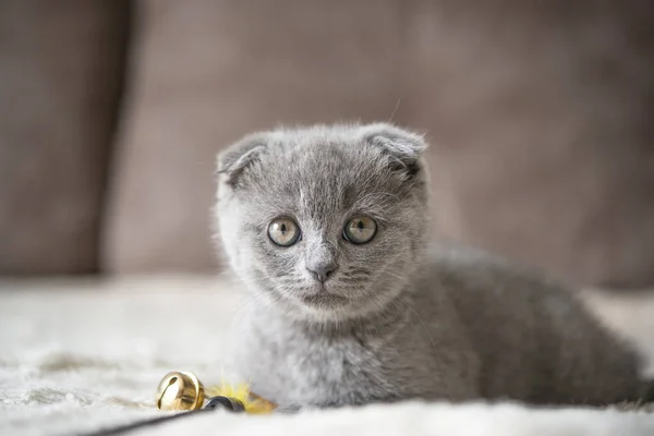 灰猫英国猫有趣的宠物选择焦点 — 图库照片
