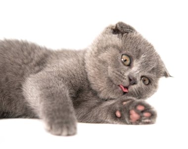 Gri İngiliz kedi yavrusu komik evcil hayvan seçici odak beyaz arka planda izole