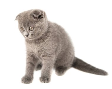 Gri İngiliz kedi yavrusu komik evcil hayvan seçici odak beyaz arka planda izole