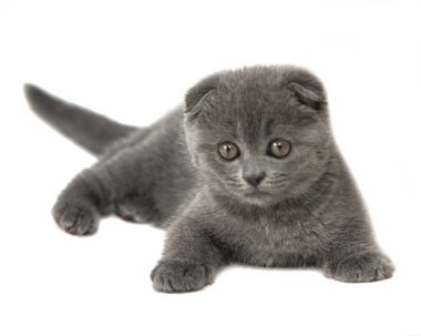 Gri İngiliz kedi yavrusu komik evcil hayvan seçici odak beyaz arka planda izole