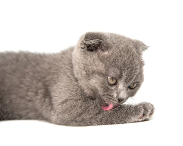 Graue Britische Katze Kätzchen Lustig Haustier Selektiven Fokus Isoliert Auf — Stockfoto