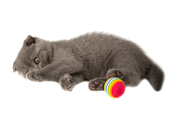 Grå Engelsk Katt Kattunge Rolig Sällskapsdjur Selektiv Fokus Isolerat Den — Stockfoto
