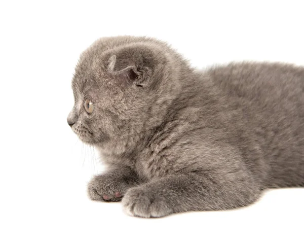 グレー英国の猫子猫面白いペット選択的フォーカスは 白の背景に隔離 — ストック写真