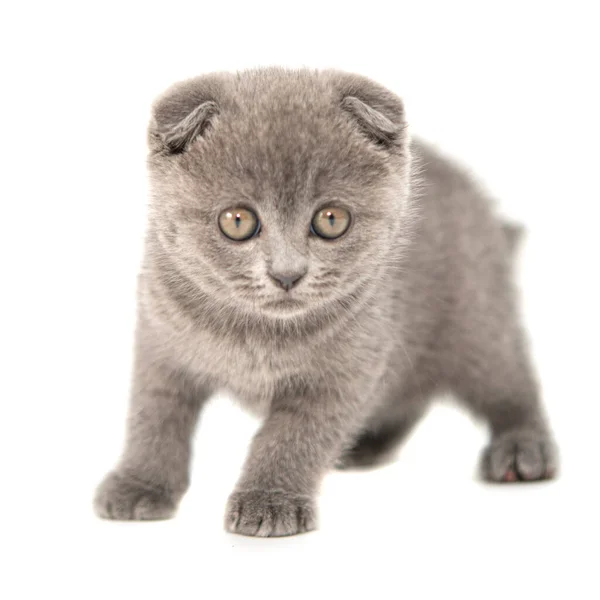 灰色英国猫有趣的宠物选择焦点隔离在白色背景上 — 图库照片
