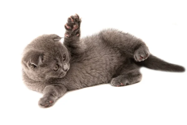 Gatinho Gato Britânico Cinza Engraçado Animal Estimação Foco Seletivo Isolado — Fotografia de Stock