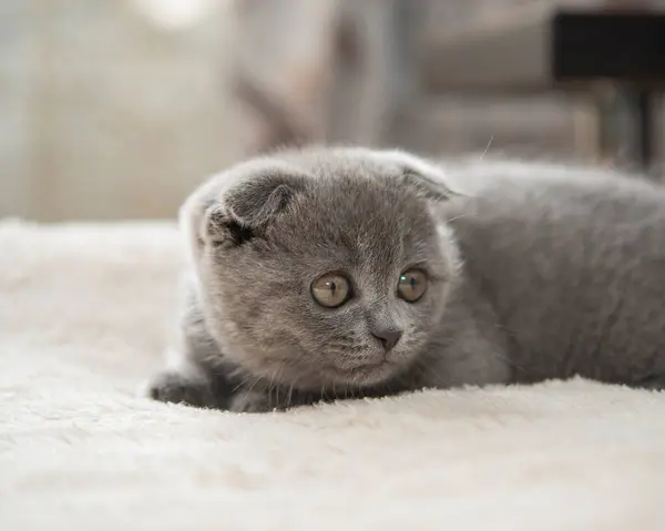 Grijze Britse Kat Kitten Grappig Huisdier Selectieve Focus Geïsoleerd Witte — Stockfoto