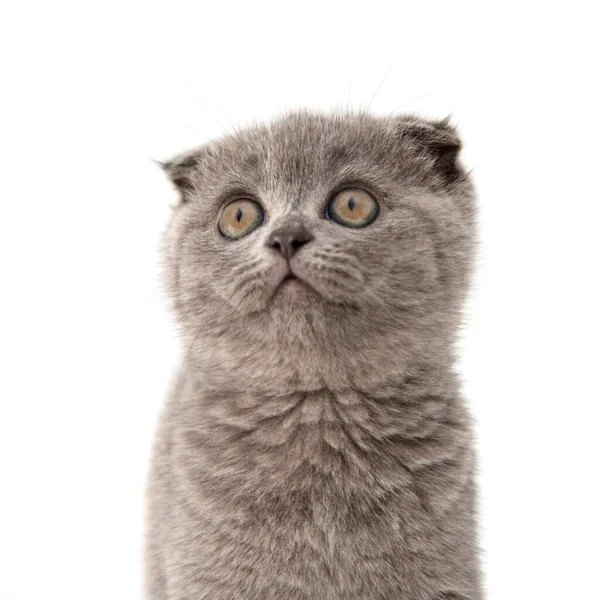 Szürke Brit Macska Cica Vicces Kisállat Szelektív Fókusz Elszigetelt Fehér — Stock Fotó