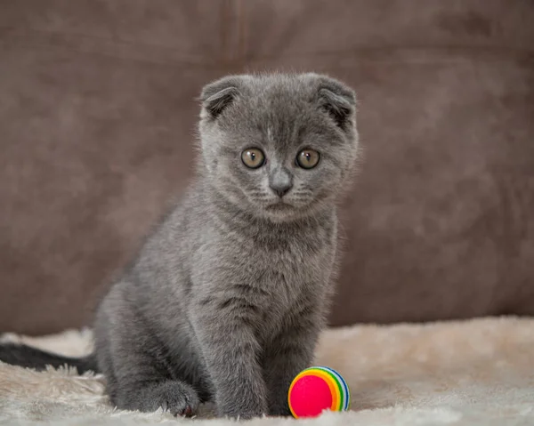 灰猫英国猫有趣的宠物选择焦点 — 图库照片