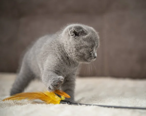 Graue Britische Katze Kätzchen Lustige Haustier Selektiven Fokus — Stockfoto