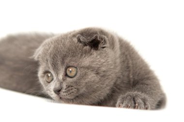 Gri İngiliz kedi yavrusu komik evcil hayvan seçici odak beyaz arka planda izole
