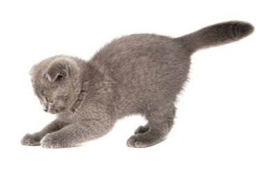 Gri İngiliz kedi yavrusu komik evcil hayvan seçici odak beyaz arka planda izole