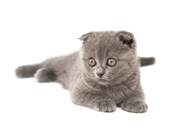 灰色英国猫有趣的宠物选择焦点隔离在白色背景上 — 图库照片