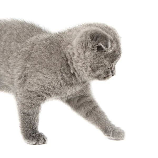 Сірий Британський Кіт Кошенята Кумедний Селективний Фокус Ізольований Білому Фоні — стокове фото