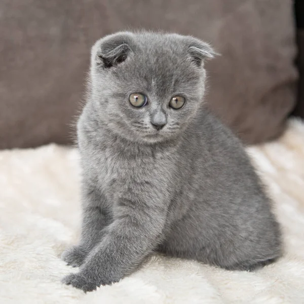 Chat Britannique Gris Chat Drôle Foyer Sélectif Animal Isolé Sur — Photo