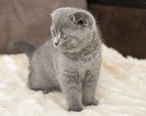 Gray British Cat Kitten Funny Pet Selective Focus Isolated White — Stock Photo, Image