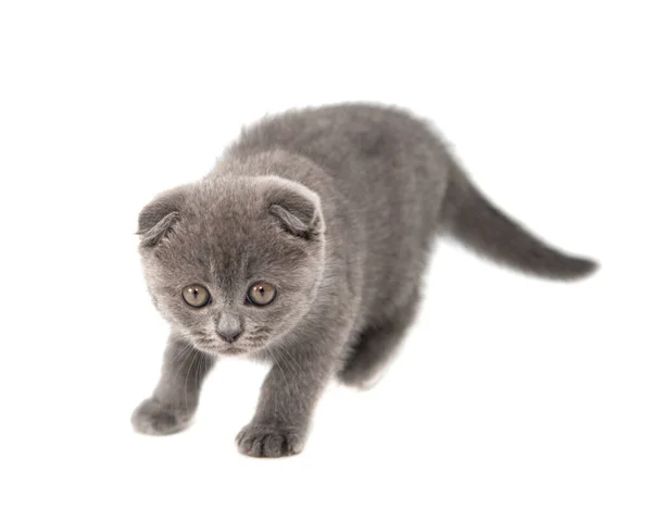 Gatinho Gato Britânico Cinza Engraçado Animal Estimação Foco Seletivo Isolado — Fotografia de Stock