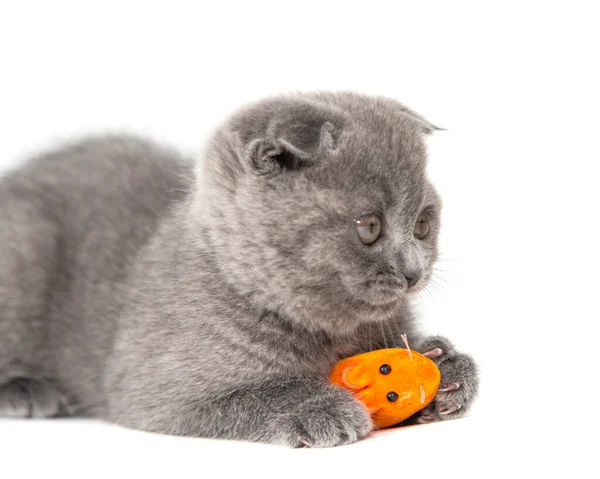Graue Britische Katze Kätzchen Lustig Haustier Selektiven Fokus Isoliert Auf — Stockfoto