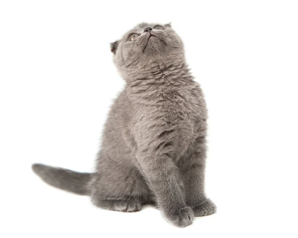Szürke Brit Macska Cica Vicces Kisállat Szelektív Fókusz Elszigetelt Fehér — Stock Fotó
