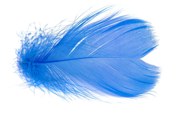 Elegante Pluma Esponjosa Azul Aislada Sobre Fondo Blanco — Foto de Stock