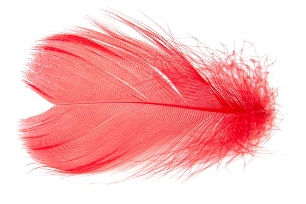 Elegant Fluffy Feather Isolated White Background — Stock Photo, Image