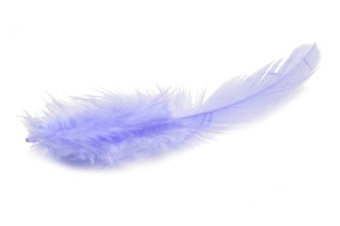 Mavi tüylü tüy Whit üzerinde izole