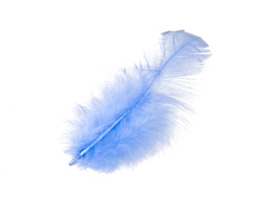 Mavi tüylü tüy Whit üzerinde izole