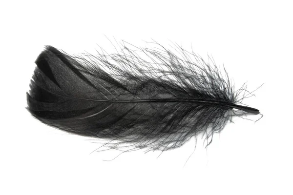 白色背景上的单只黑色羽毛 — 图库照片