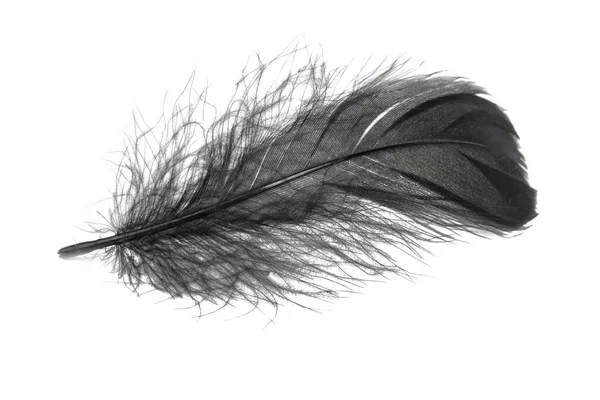 白色背景上的单只黑色羽毛 — 图库照片
