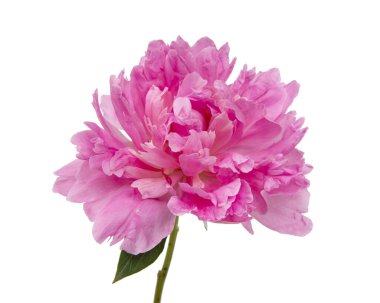 Pembe Şakayık çiçeği ile izole üzerinde beyaz arka plan bırakır.