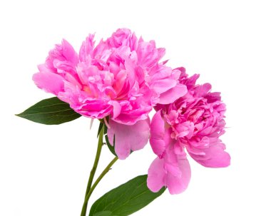 Pembe Şakayık çiçeği ile izole üzerinde beyaz arka plan bırakır.