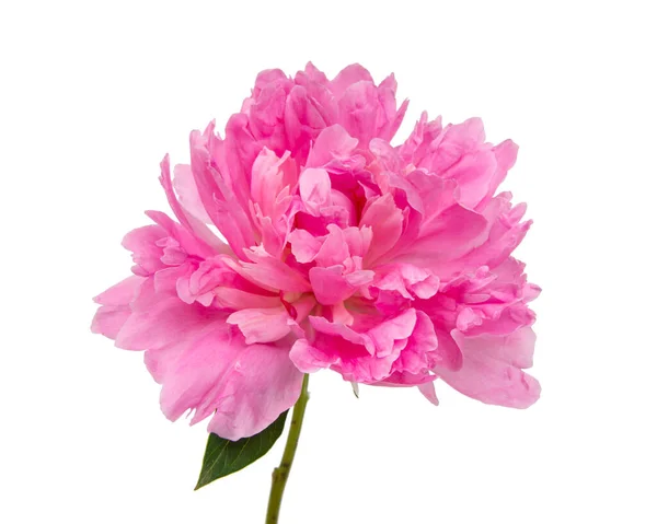 Розовый Пионский Цветок Листьями Белом Фоне Стоковое Изображение