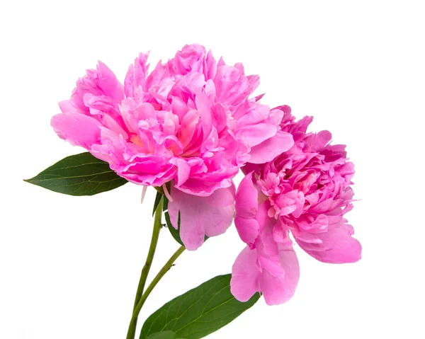 Розовый Пионский Цветок Листьями Белом Фоне Лицензионные Стоковые Изображения