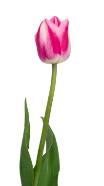 Ayrı bir çiçek. Beyaz arkaplanda leylak rengi tek bir lale