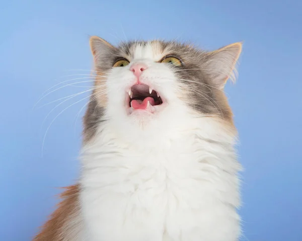 Jasny Puszysty Zabawny Kot Izolowany Tle — Zdjęcie stockowe